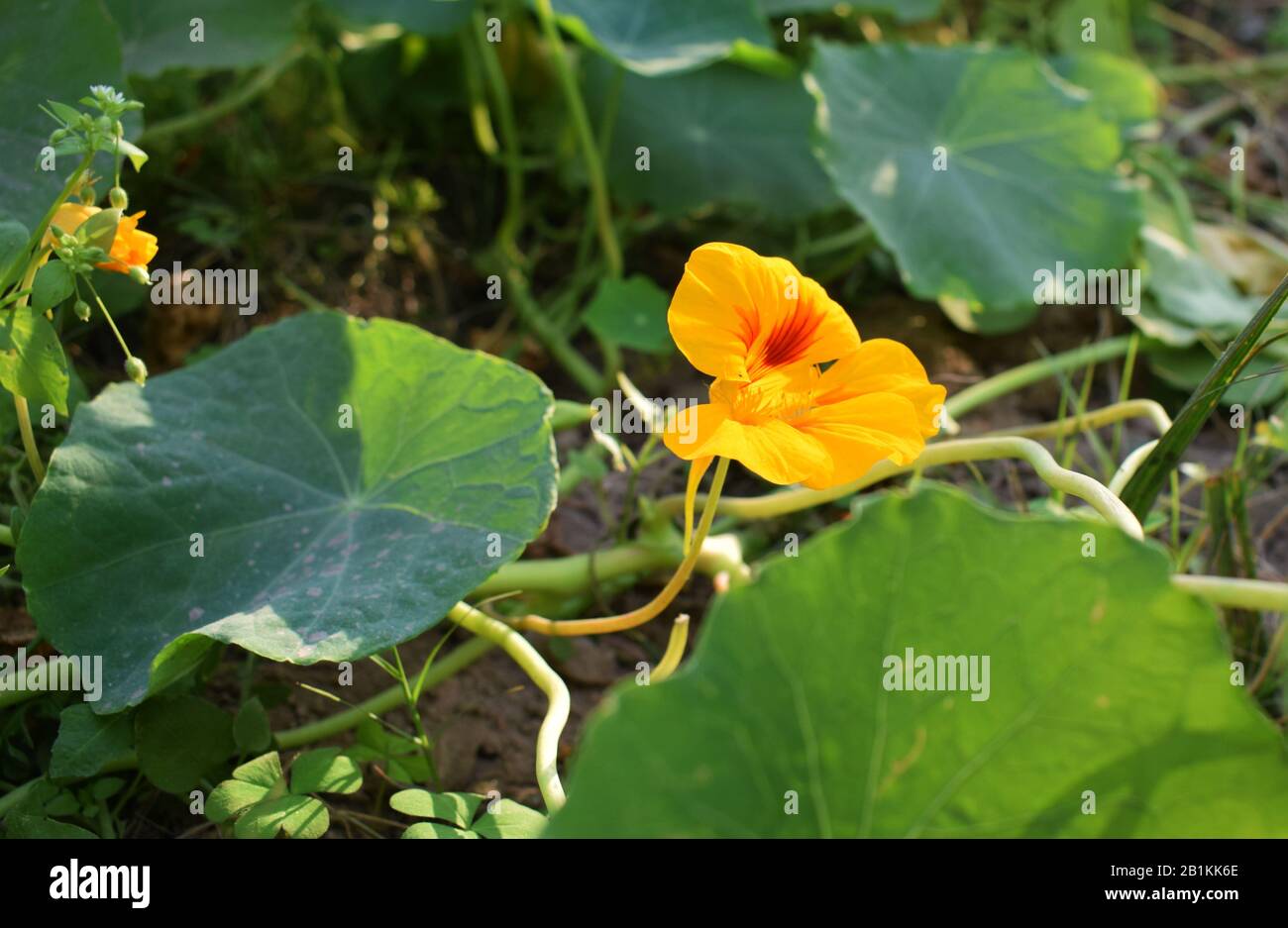 Giallo incredibile fiore Foto Stock
