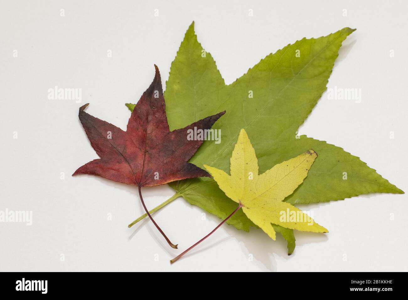 foglie a cinque punte con colori autunnali Foto Stock