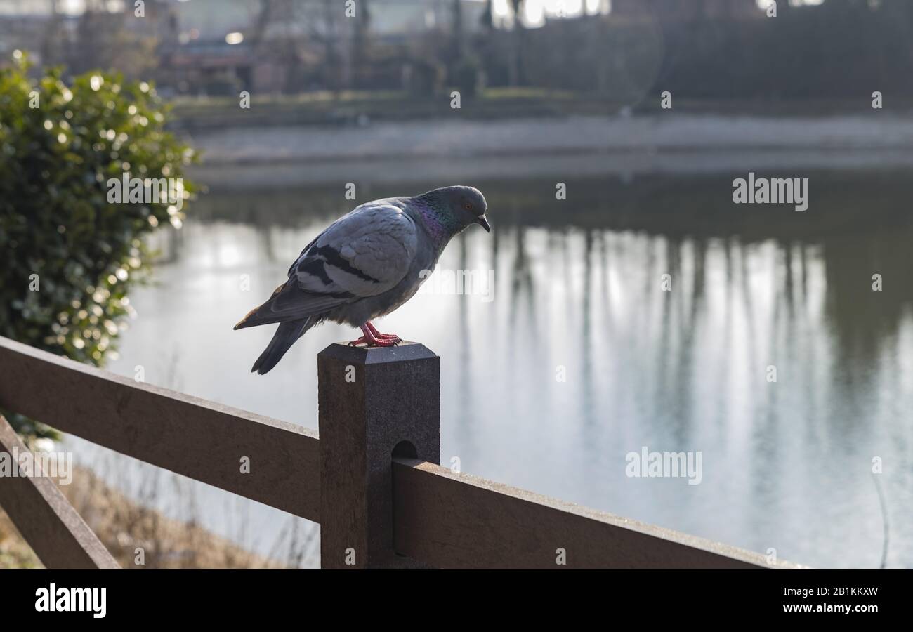 piccione che riposa su una recinzione vicino al lago Foto Stock