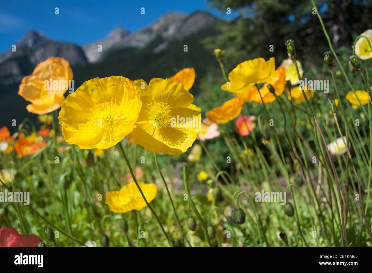 Fiori gialli in montagna Foto Stock