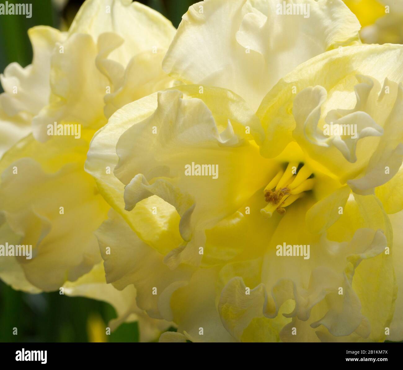 Macro giallo canna Lilly Foto Stock