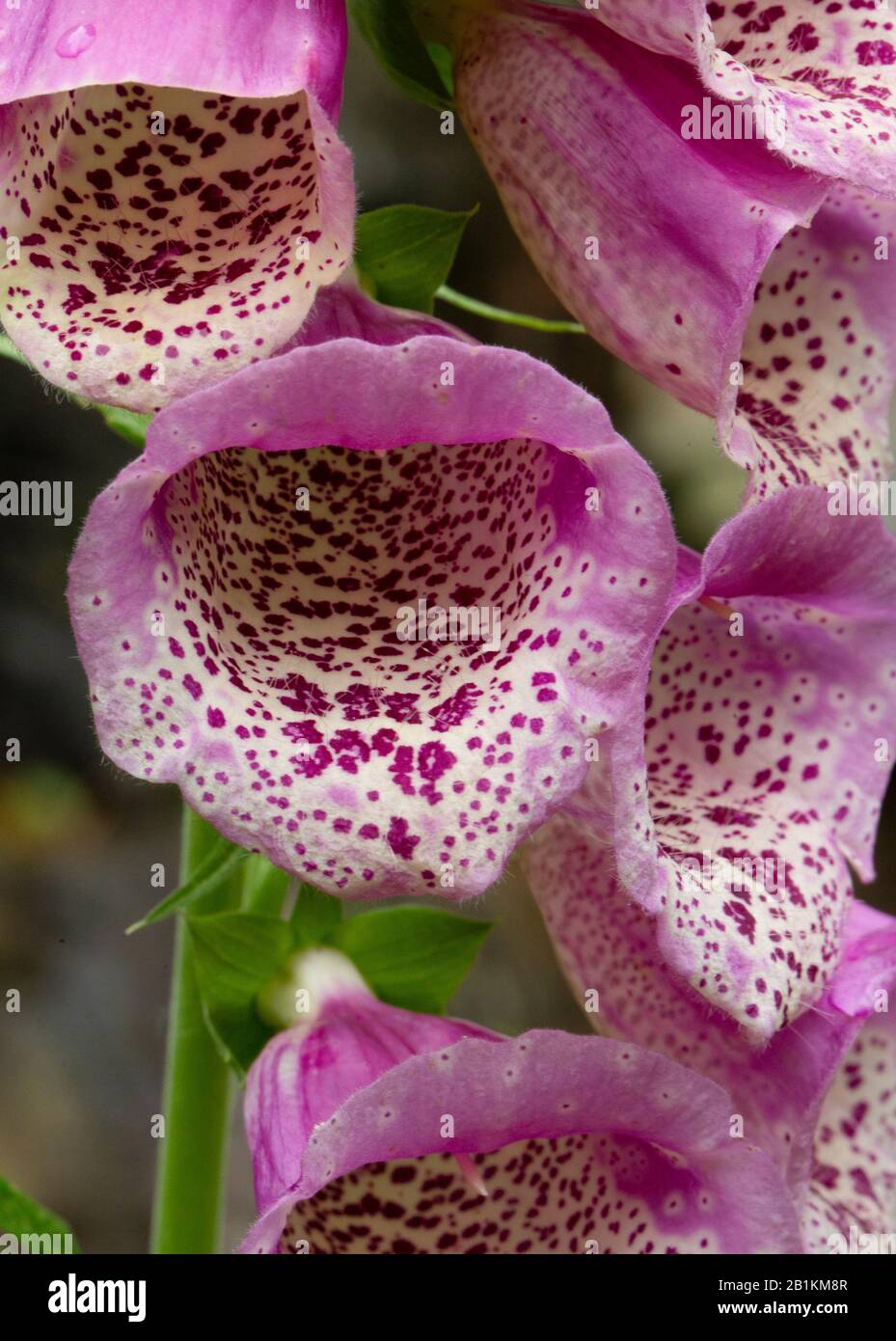 Macro di Foxglove rosa (Digitalis) Foto Stock