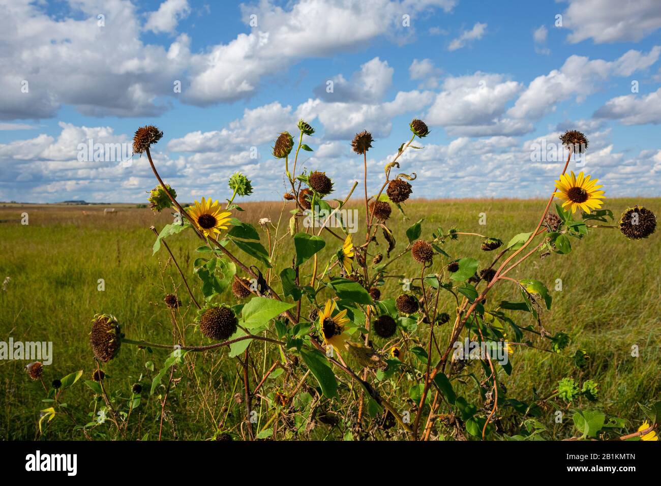 SD000217-00...SOUTH DAKOTA - un cespuglio fiorito, che va a seminare, al Prairie Winds Si Affaccia nel Badlands National Park. Foto Stock