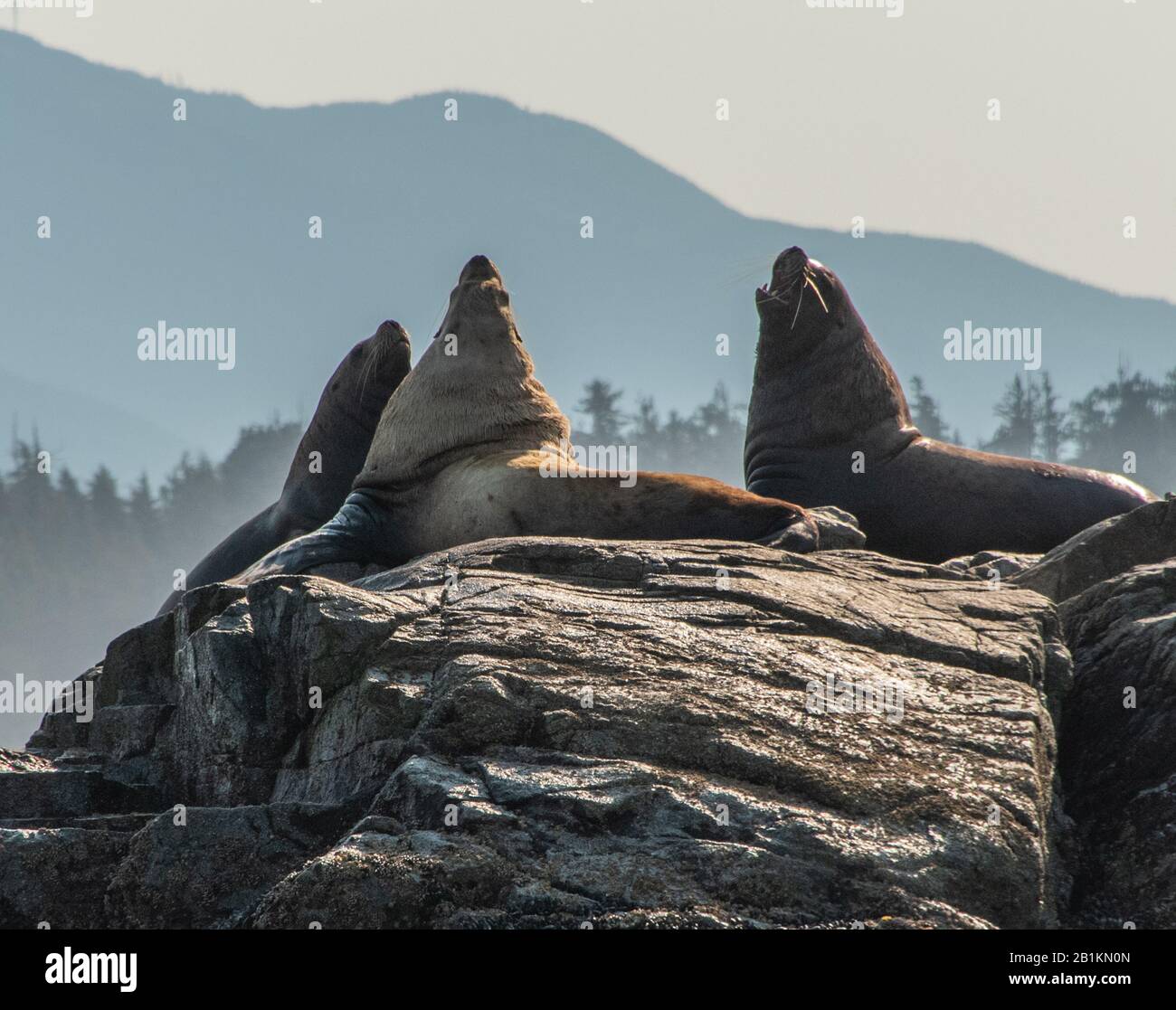 Ruggito leoni marini su una roccia, Broken Islands, Vancouver Isalnd, Nord America, Canada, British Colombia, agosto 2015 Foto Stock