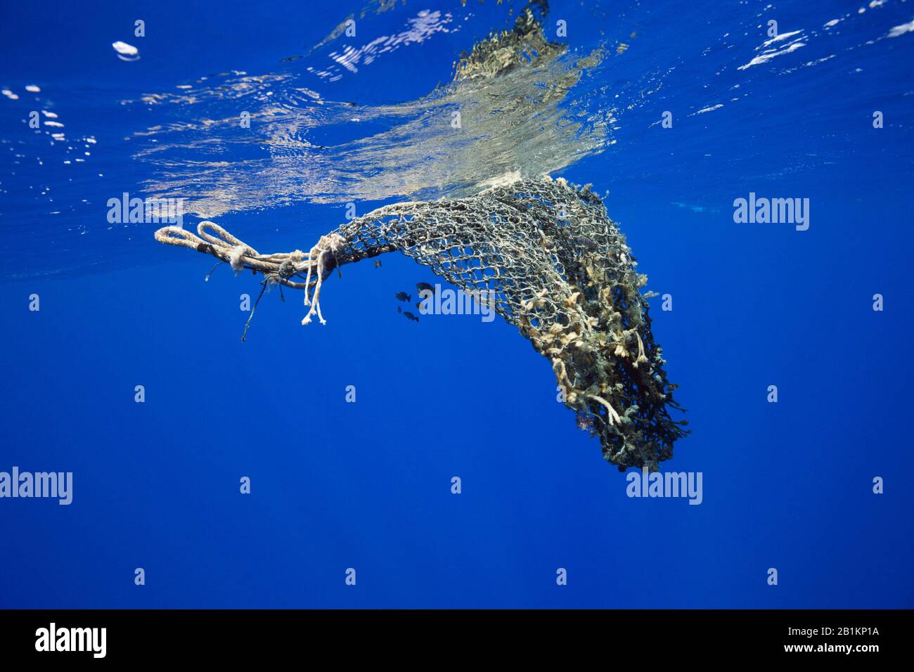 Rete di pesca persa galleggia nel mare, Moorea, Polinesia francese Foto Stock