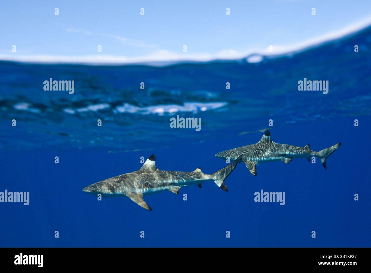 Blacktip Reef Sharks Sotto La Superficie Dell'Acqua, Carcharhinus Melanopterus, Moorea, Polinesia Francese Foto Stock