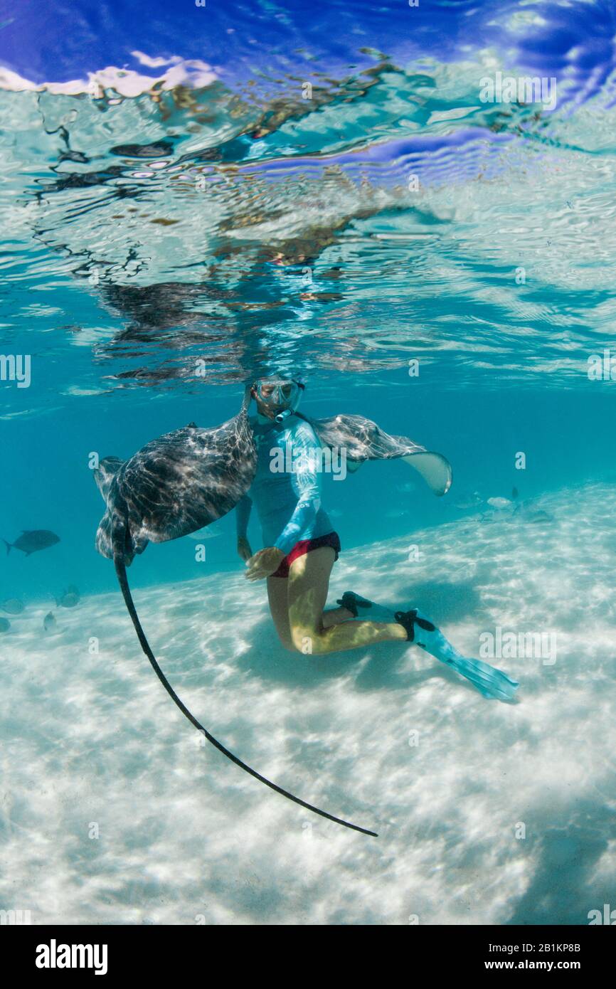 Snorkeling con la Frusta rosa in Laguna, Pateobatis fai, Moorea, Polinesia francese Foto Stock