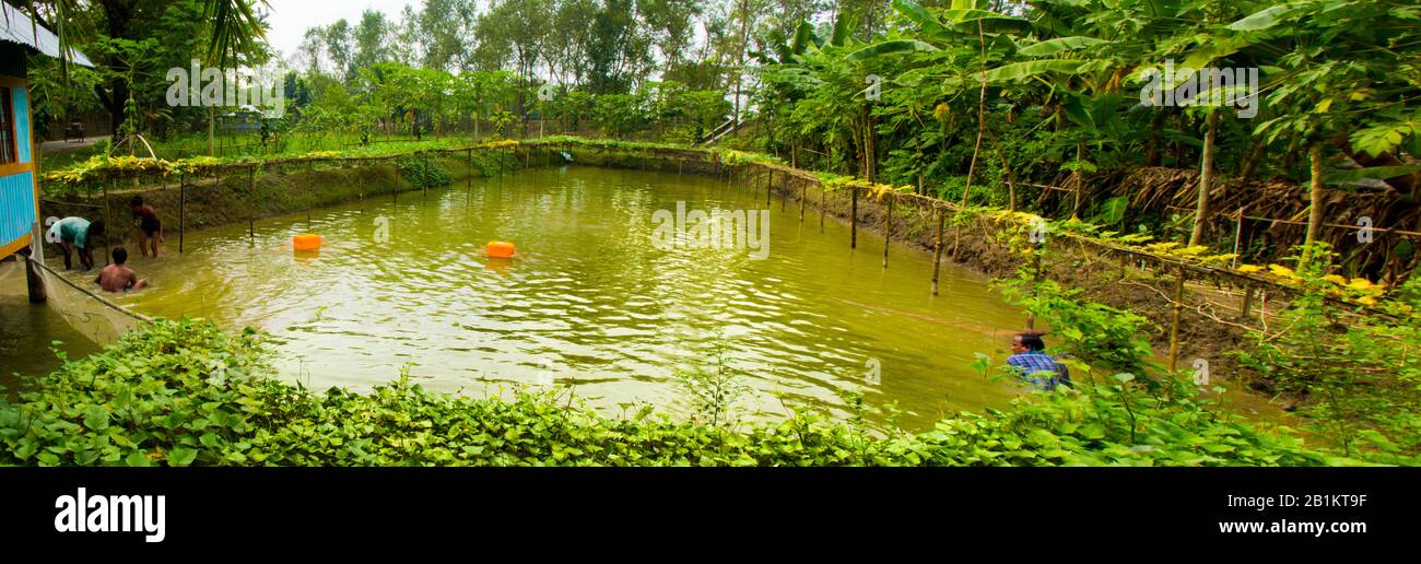 Il pesce è una delle principali fonti di proteine per i cittadini del Bangladesh. Coltivatore stanno raccogliendo il loro pesce dallo stagno. Foto Stock
