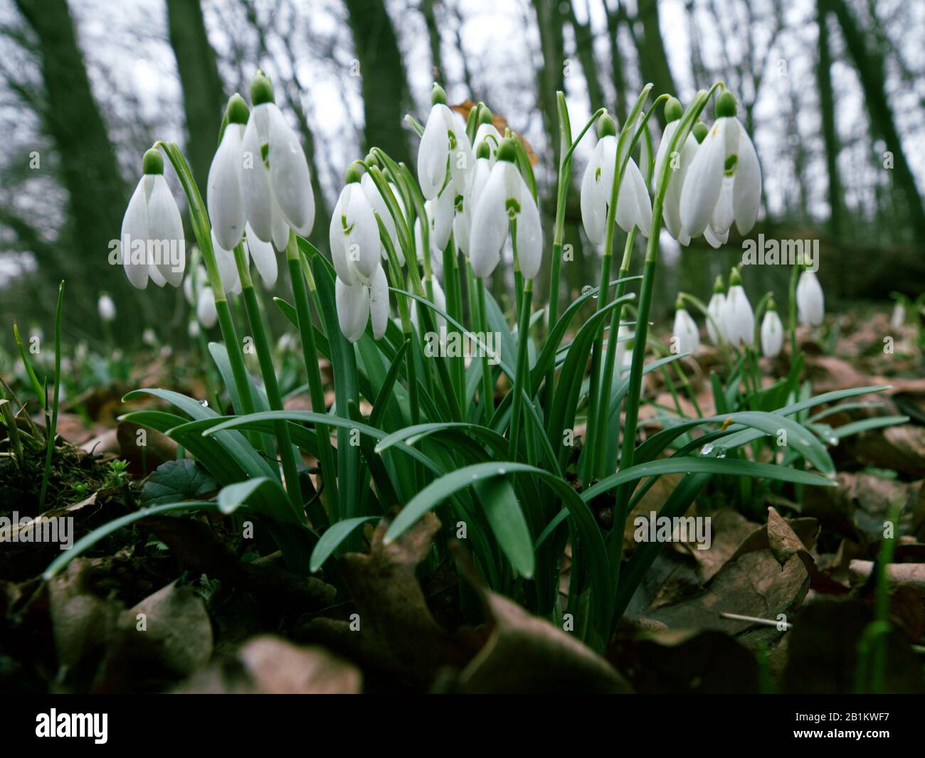 Uno dei primi precursori di primavera Snowdrop (Galanthus nivalis L.) fiorisce in primavera Foto Stock