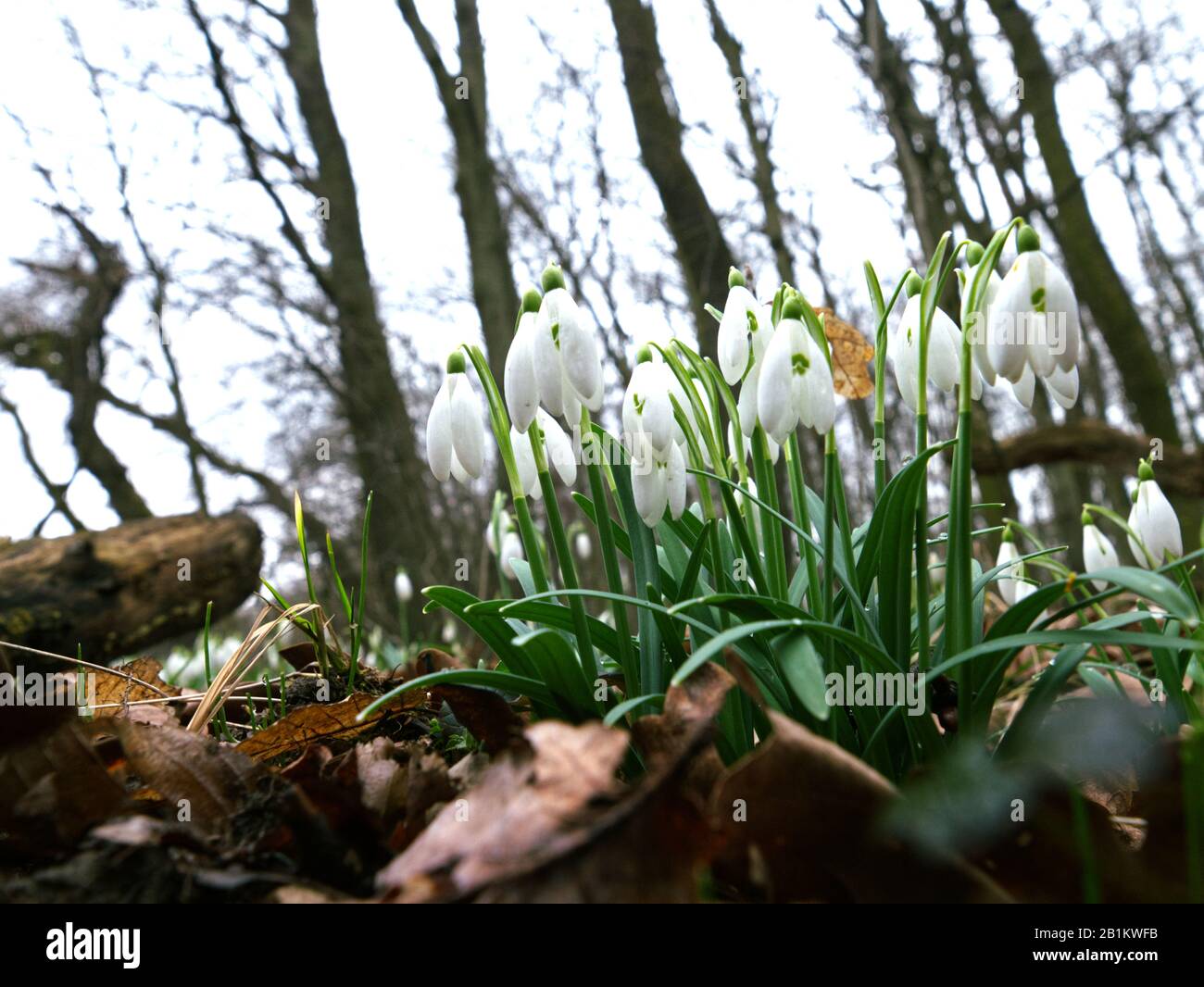 Uno dei primi precursori di primavera Snowdrop (Galanthus nivalis L.) fiorisce in primavera Foto Stock