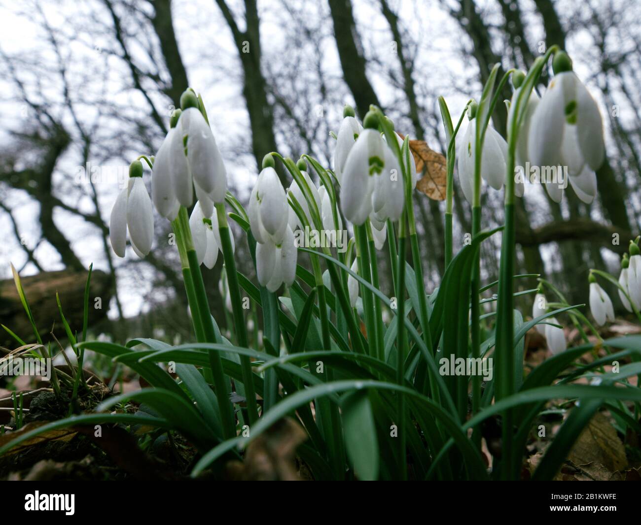 Uno dei primi precursori di primavera Snowdrop (Galanthus nivalis L.) fiorisce in primavera Foto Stock