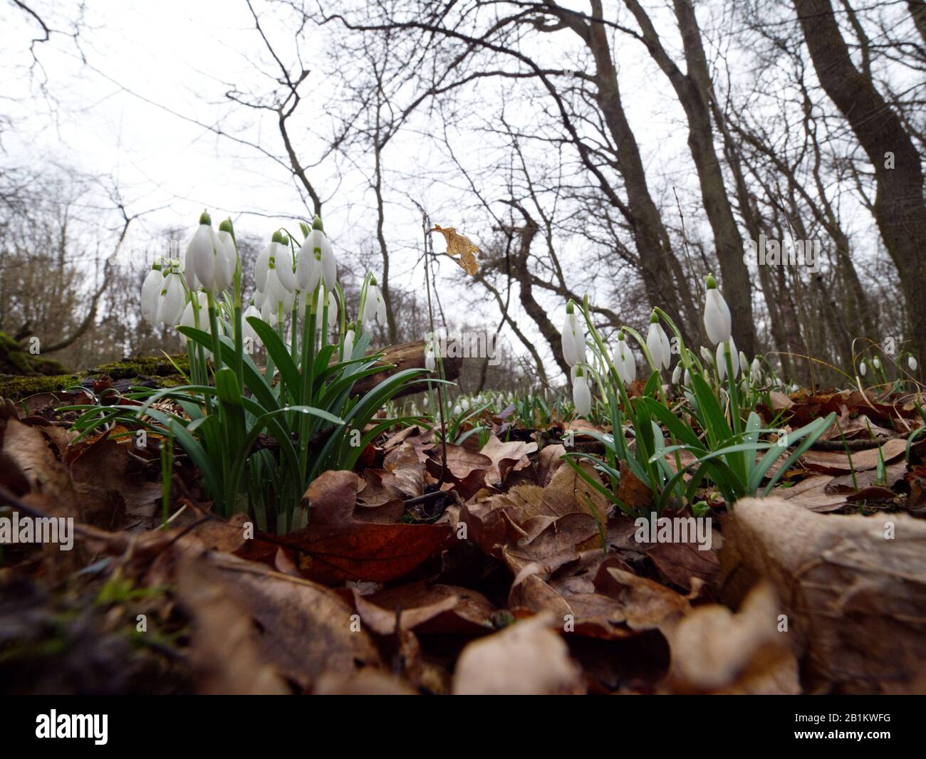 Uno dei primi precursori di primavera Snowdrop (Galanthus nivalis L.) fiorisce in primavera Foto Stock