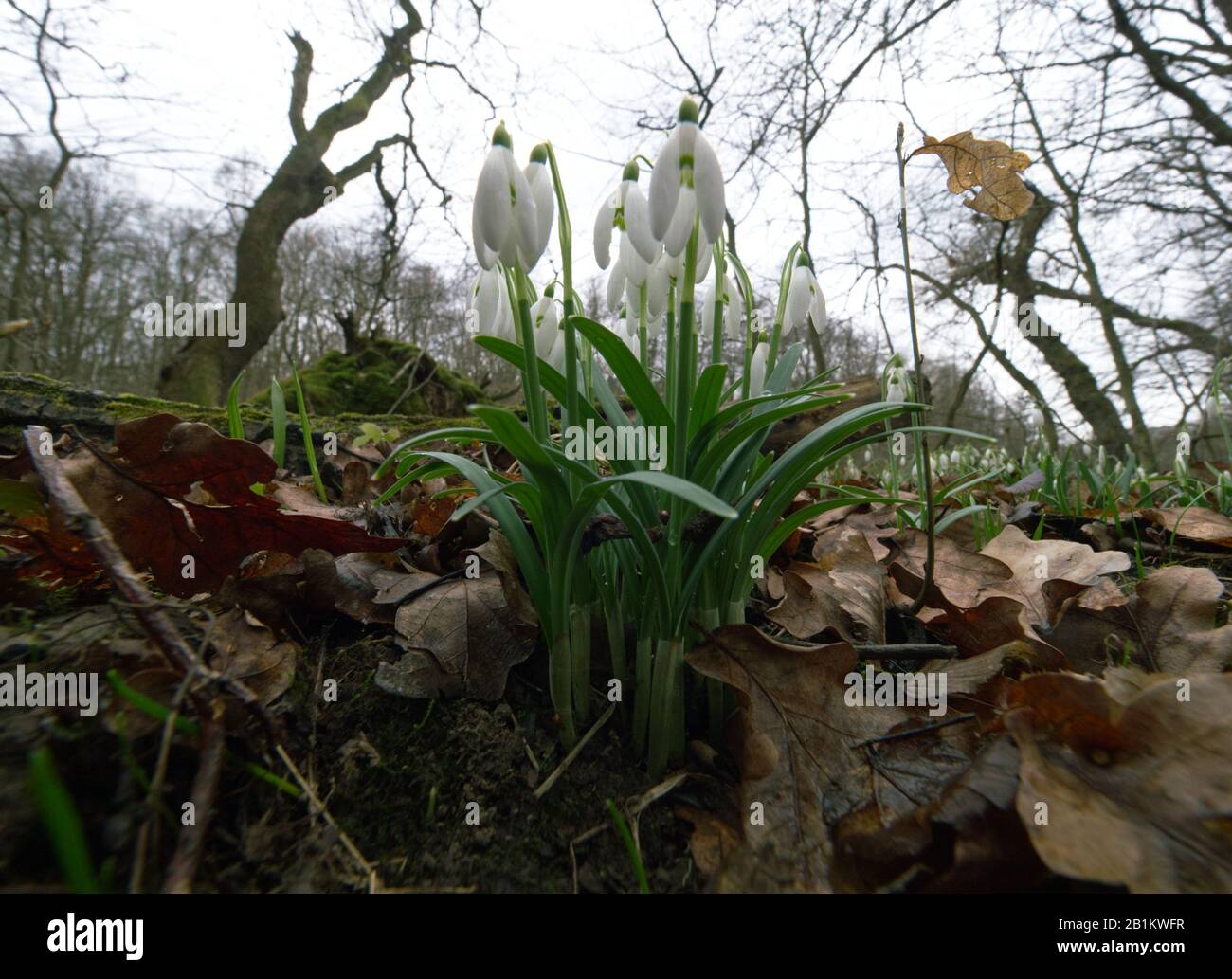 Uno dei primi precursori di primavera Snowdrop (Galanthus nivalis L.) fiorisce in primavera Foto Stock