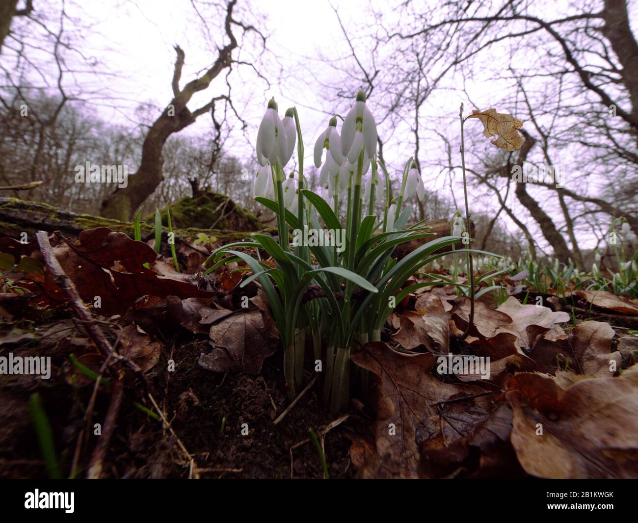 Uno dei primi precursori di primavera Snowdrop (Galanthus nivalis L.) fiorisce in primavera Foto Stock