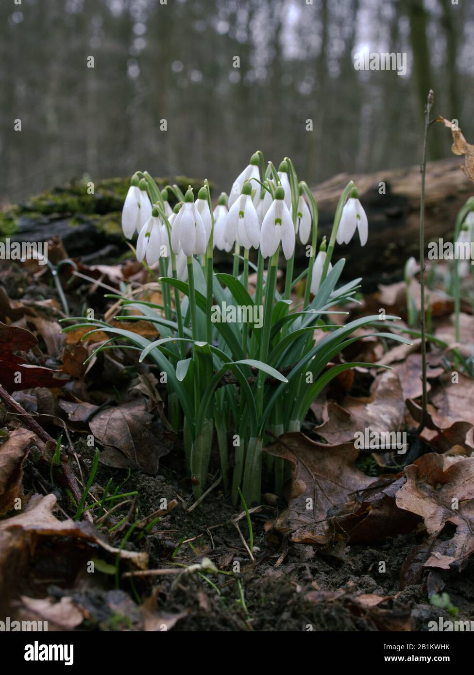 Uno dei primi precursori di primavera Snowdrop (Galanthus nivalis L.) fiorisce in primavera Foto Stock
