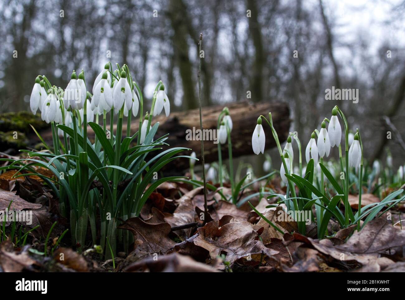 Uno dei primi precursori di primavera Snowdrop (Galanthus nivalis L.) fiorisce in primavera Foto Stock