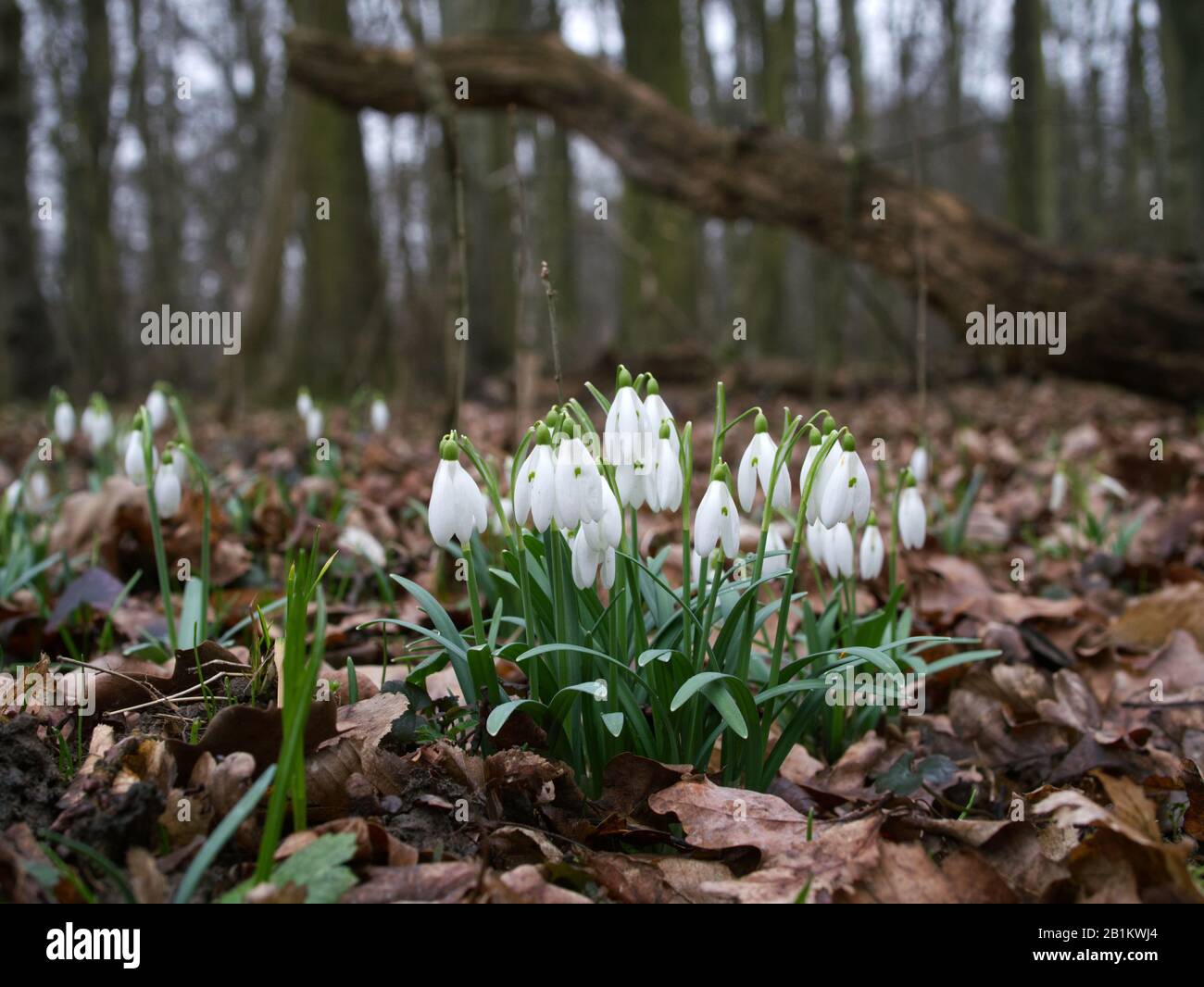 Uno dei primi precursori di primavera Snowdrop (Galanthus nivalis L.) fiorisce in primavera Foto Stock