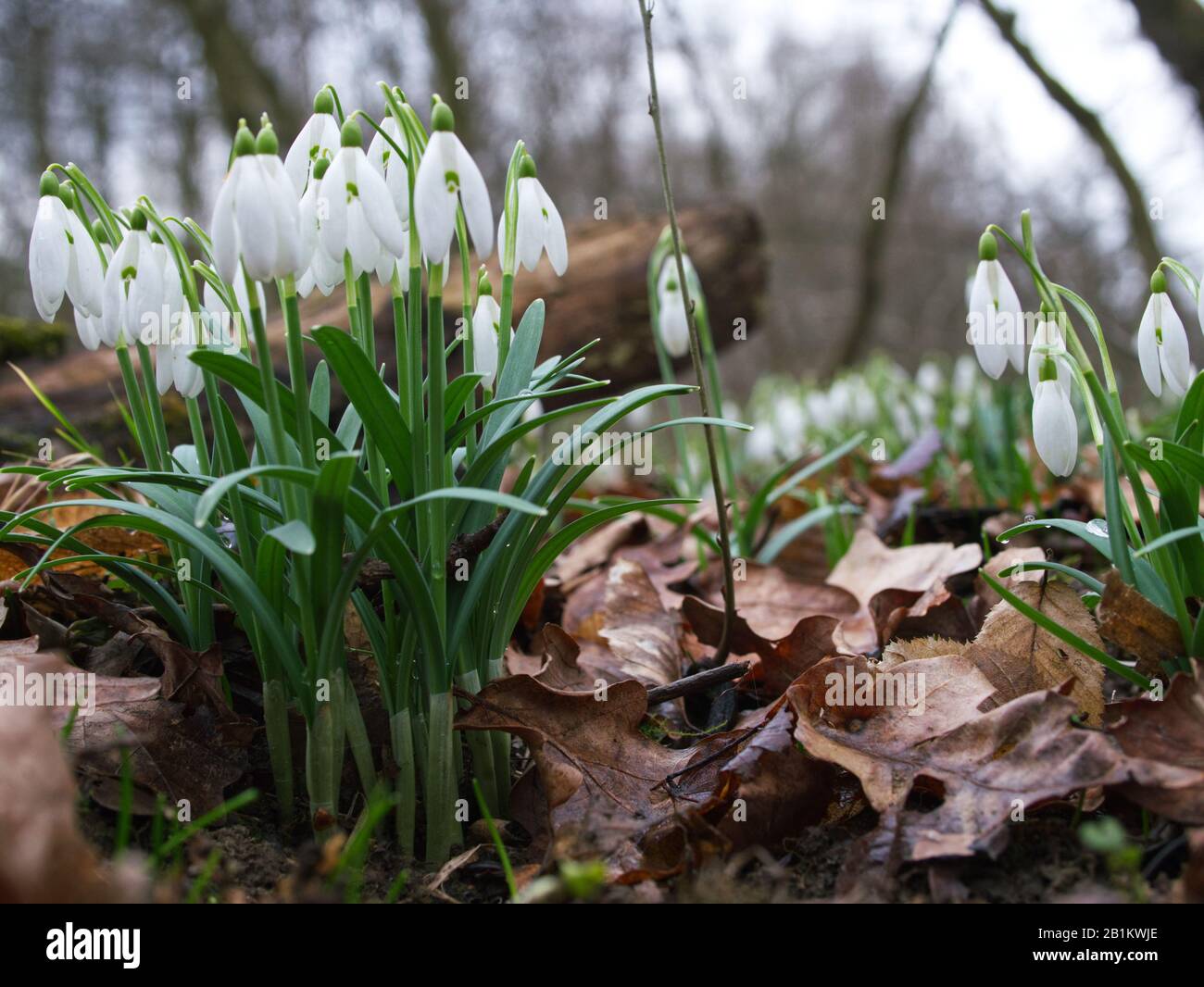 Uno dei primi precursori di primavera Snowdrop (Galanthus nivalis L.) fiorisce in primavera Foto Stock