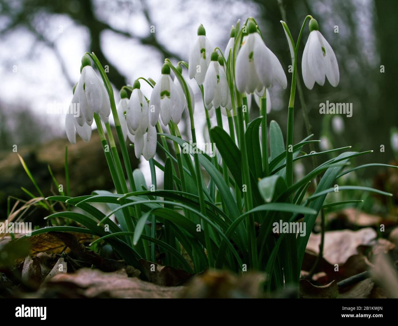 Uno dei primi precursori di primavera Snowdrop (Galanthus nivalis L.) fiorisce in primavera Foto Stock