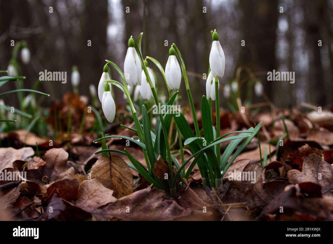 Uno dei primi precursori di primavera Snowdrop (Galanthus nivalis L.) fiorisce in primavera Foto Stock
