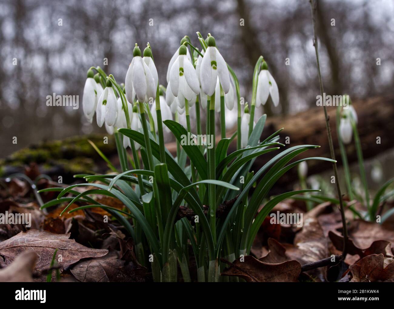 Uno dei primi precursori di primavera Snowdrop (Galanthus nivalis L.) fiorisce in primavera Foto Stock