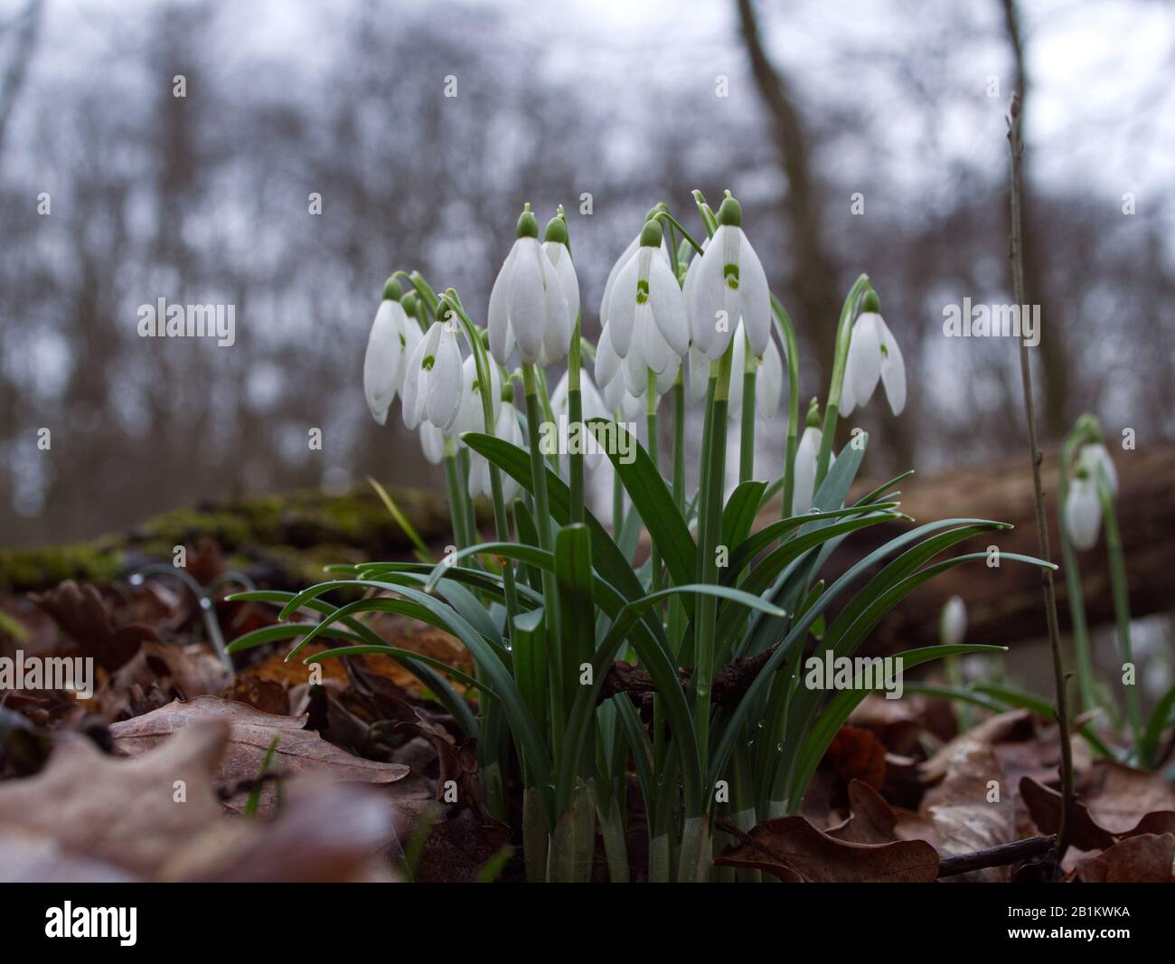 Uno dei primi precursori di primavera Snowdrop (Galanthus nivalis L.) fiorisce in primavera Foto Stock