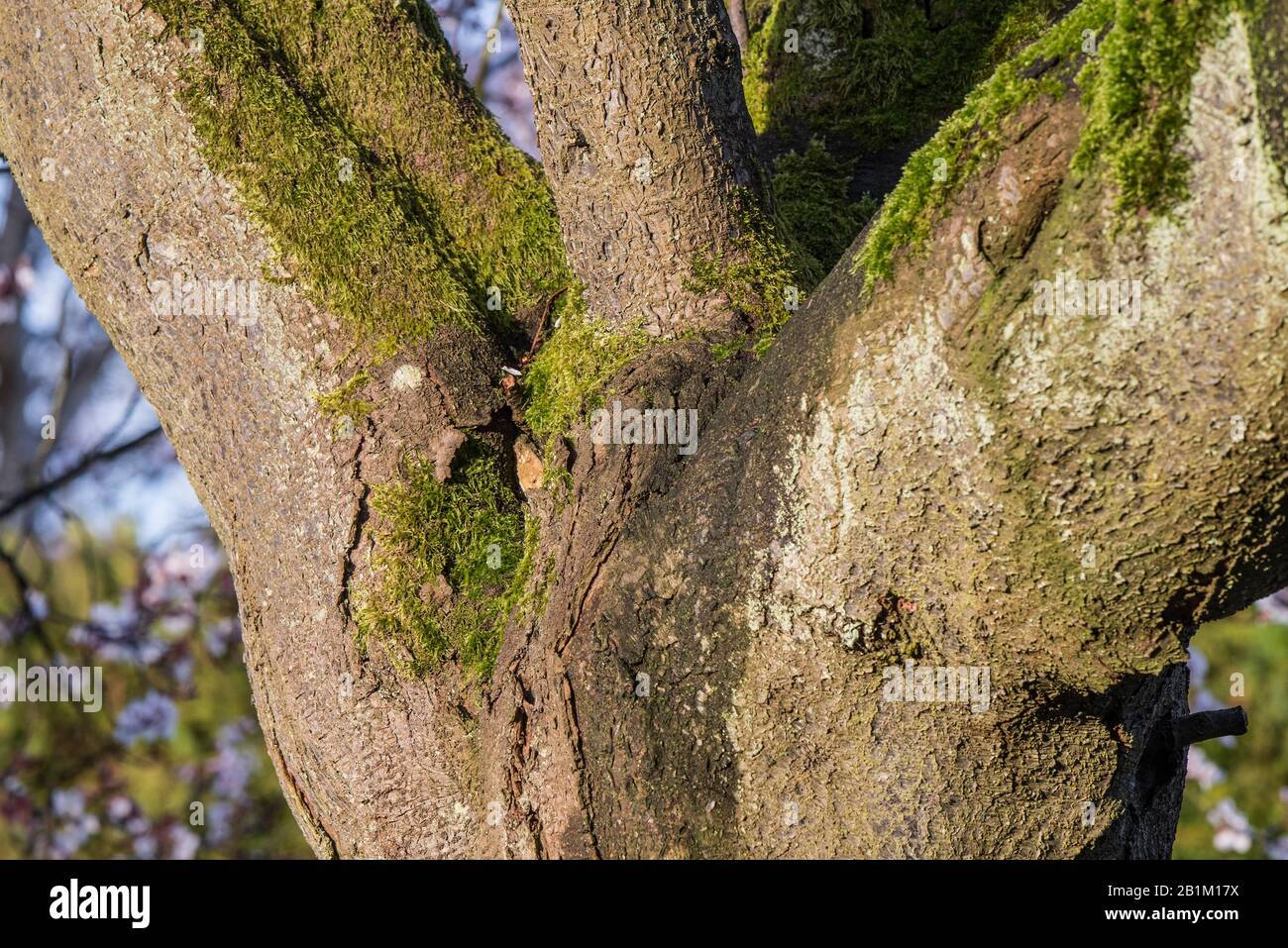 muschio che cresce su vecchia corteccia di albero maturo Foto Stock