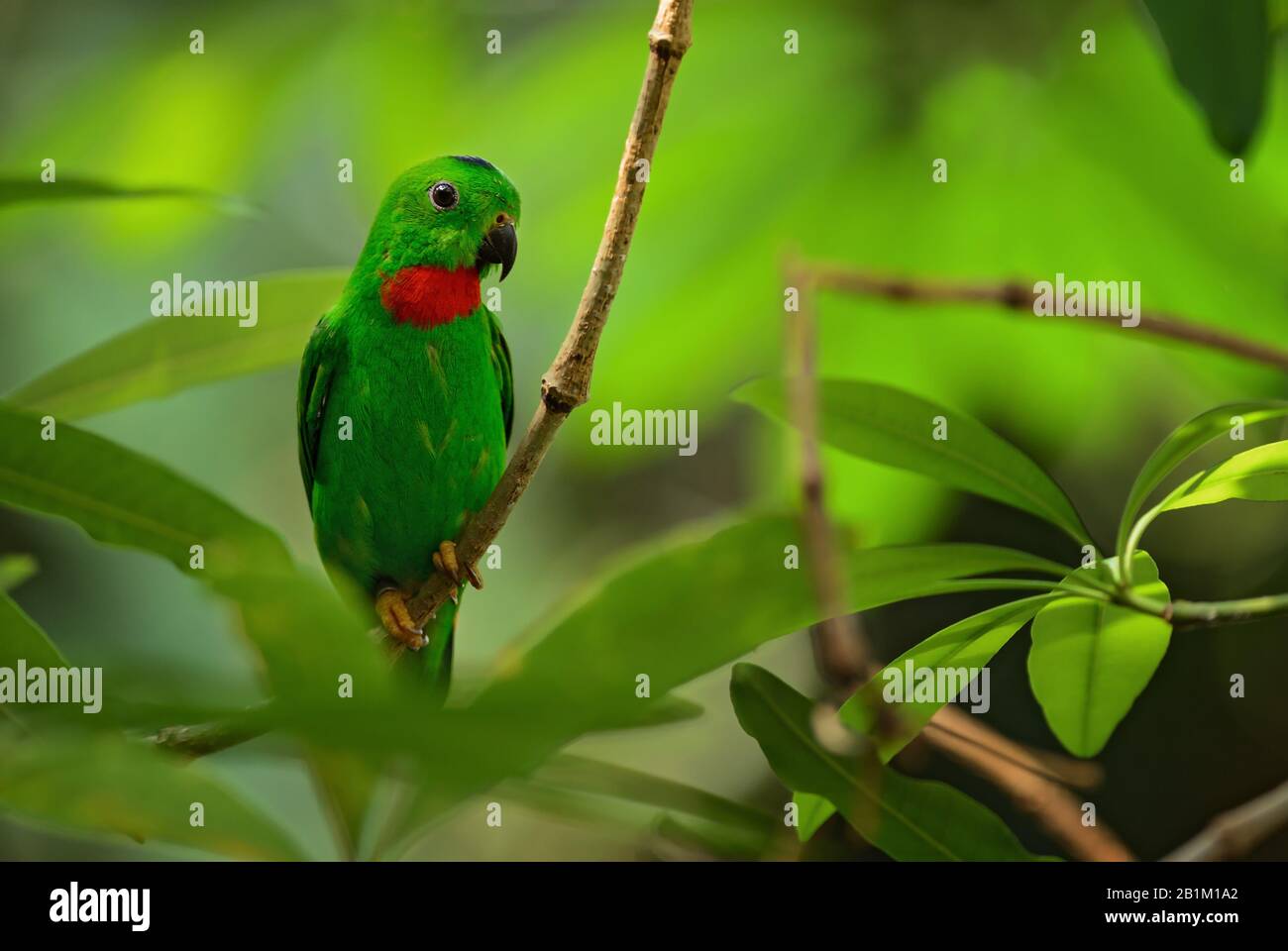 Pappagallo sospeso con corona blu - Loriculus galgulus, bel pappagallo verde e rosso da foreste e boschi dell'Asia orientale, Malesia. Foto Stock