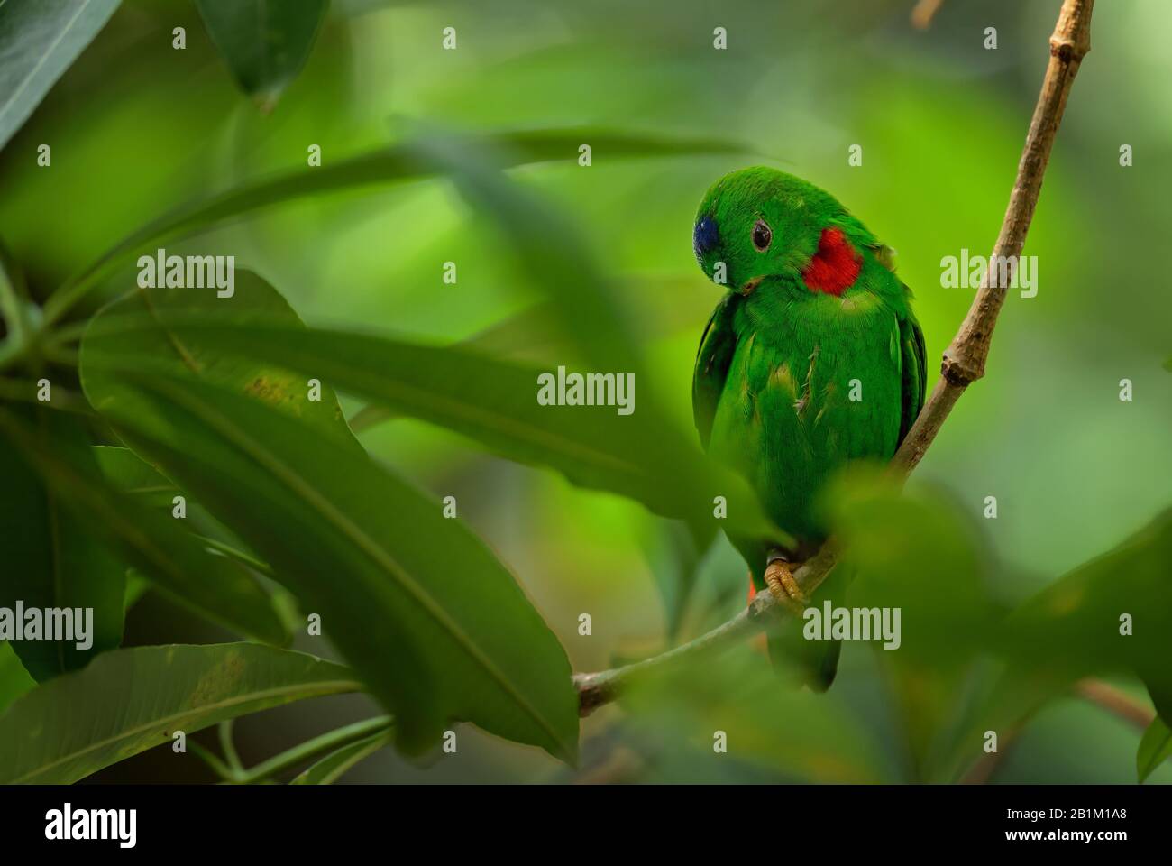 Pappagallo sospeso con corona blu - Loriculus galgulus, bel pappagallo verde e rosso da foreste e boschi dell'Asia orientale, Malesia. Foto Stock