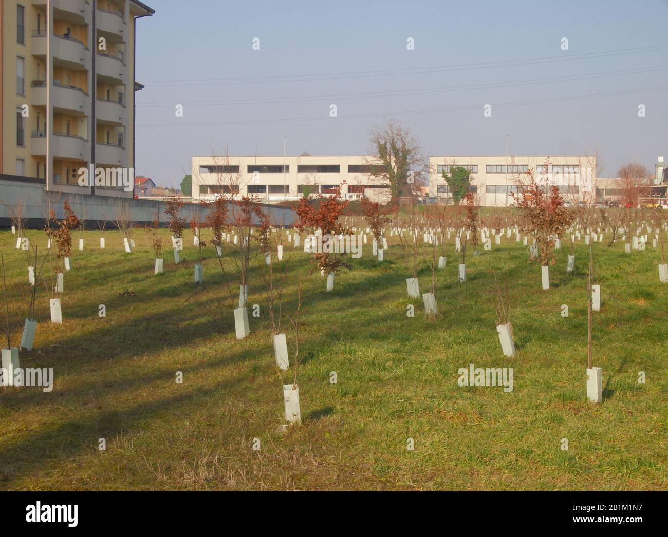 creazione di un polmone verde alla periferia di milano con la piantatura di mille alberi nuovi Foto Stock