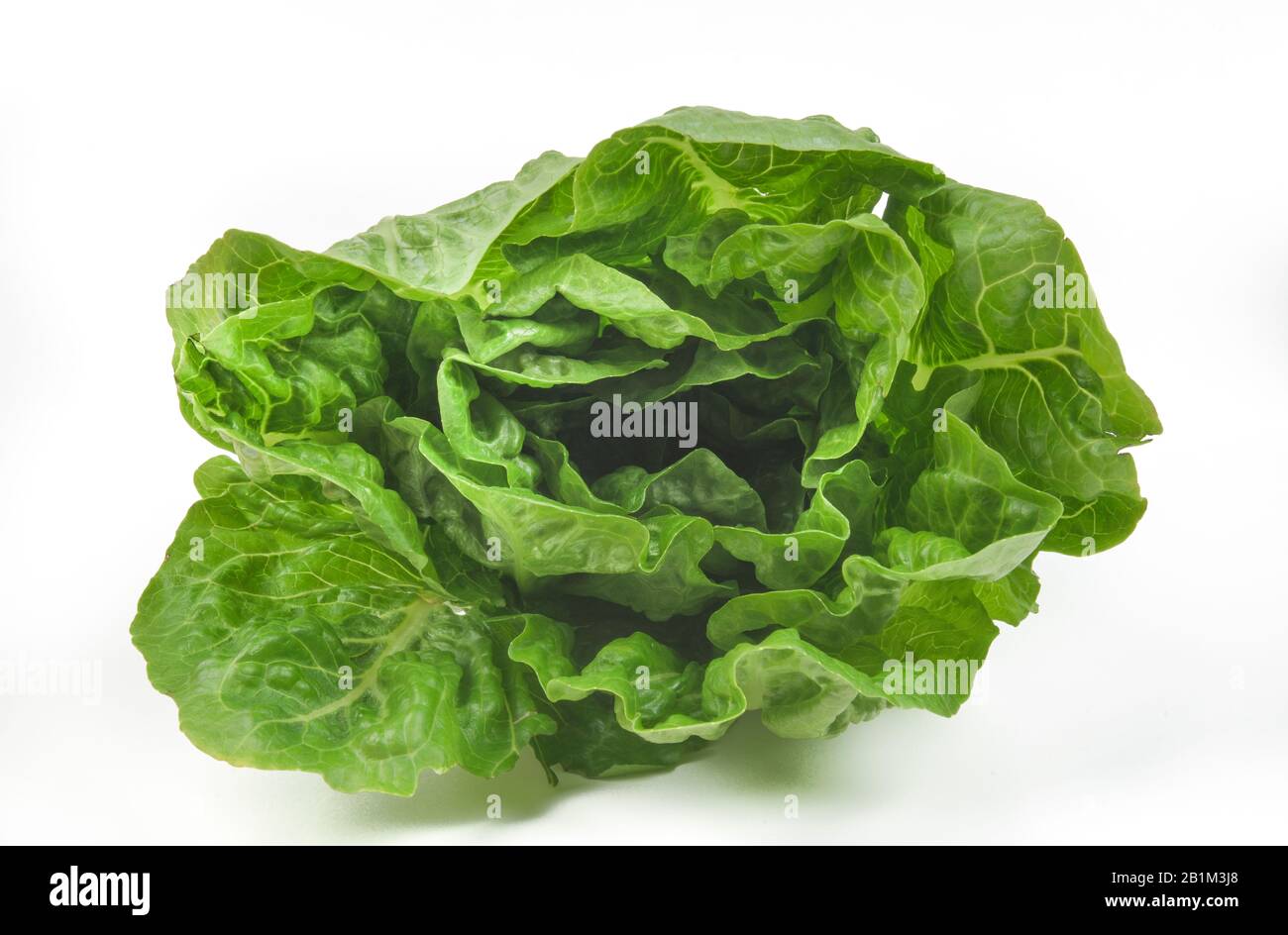 Romana-Salat, Freisteller, Studioaufnahme Foto Stock