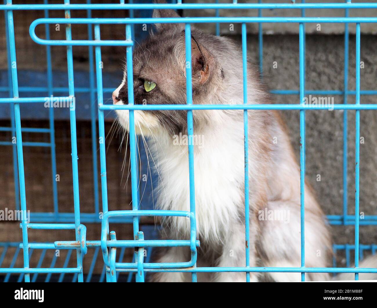 Gatto nella gabbia sul mercato in Asia Foto Stock