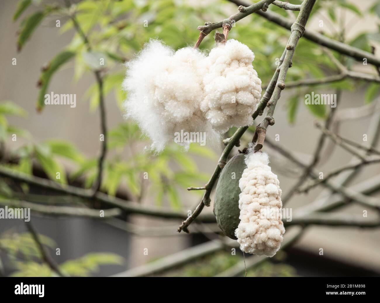 Fibre simili a seta in baccelli di semi che si aprono sull'albero di seta del filo interdentale, Ceiba speciosa, precedentemente Chorisia speciosa. Foto Stock