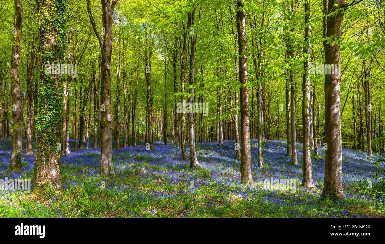 Bluebells tappeto bosco in Dorset con sole splendente attraverso il faggio e betulla baldacchino di foglie verde brillante in contrasto con il blu e viola di Foto Stock