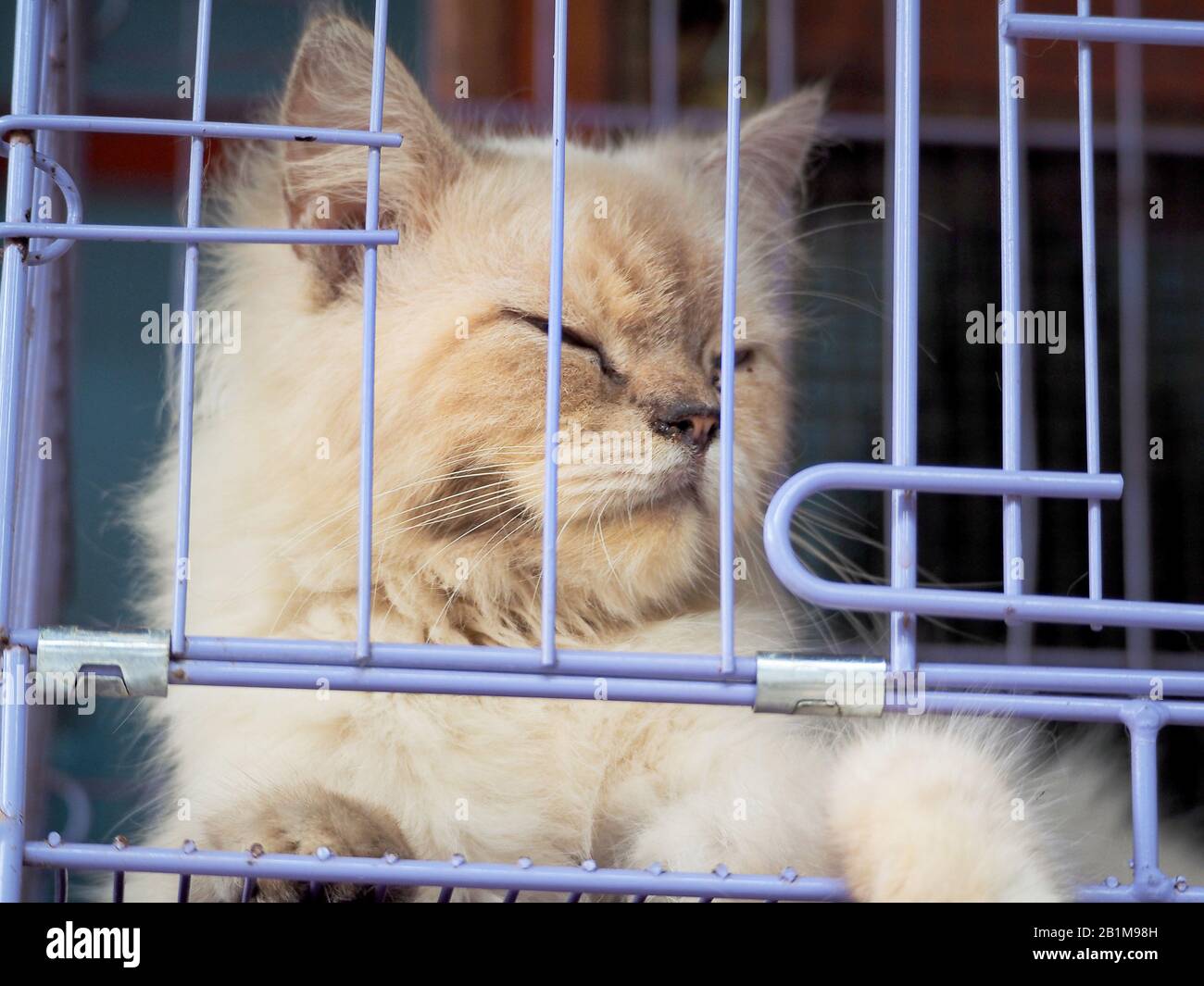 Gatto nella gabbia sul mercato in Asia Foto Stock