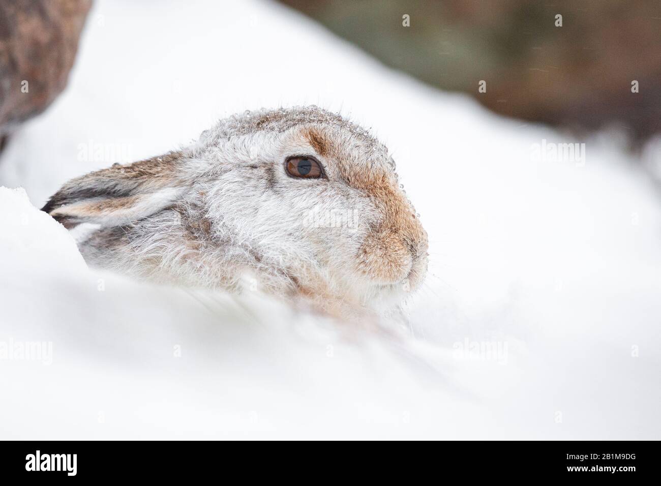 Mountain Hare, Applecross, Scozia. Foto Stock