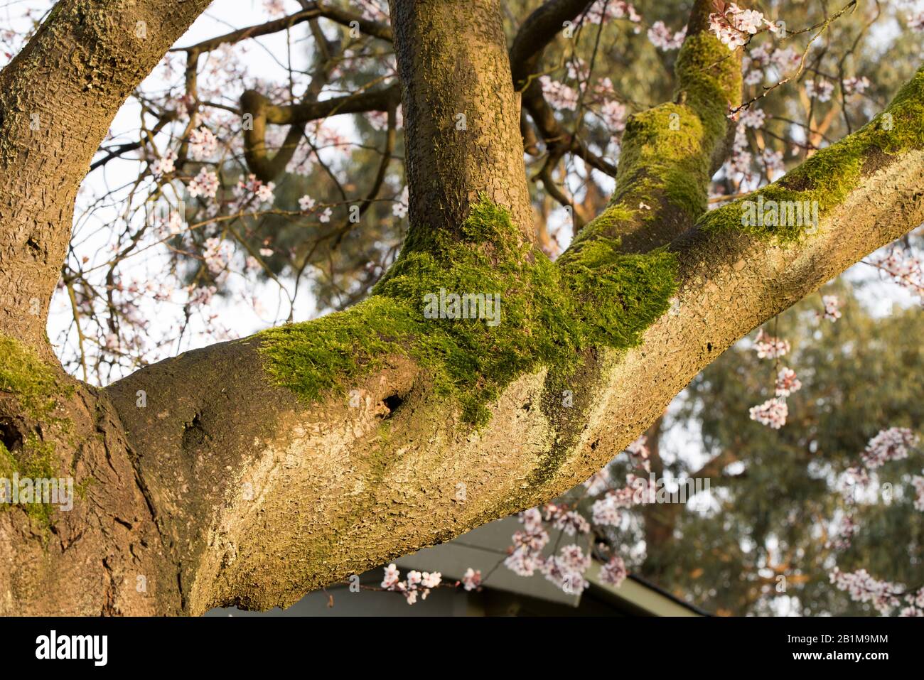 muschio che cresce su vecchio albero Foto Stock