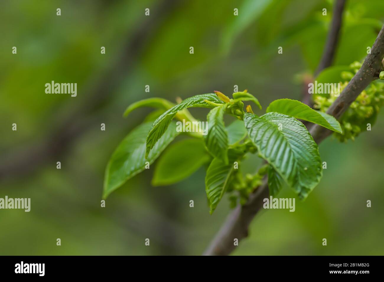 Euonymus europaeus, mandrino, mandrino europeo, o mandrino comune, fusoria, fusanum, ananbeam, shemshad rasmi hermafrodite fiori piuttosto inspicuou Foto Stock