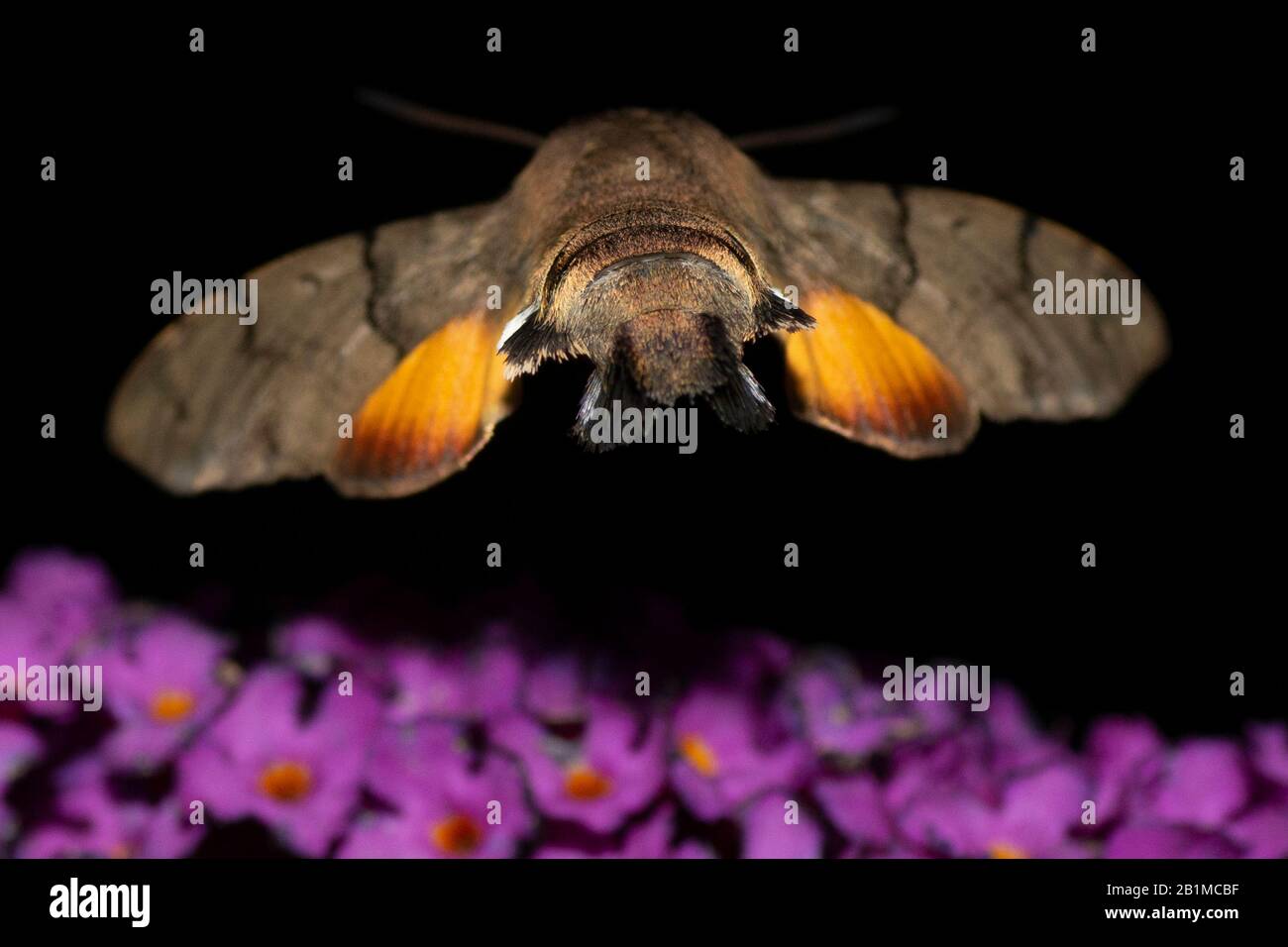 Hummingbird Hawk-moth (Macroglossum stellatarum) nutrimento su Buddleja Foto Stock