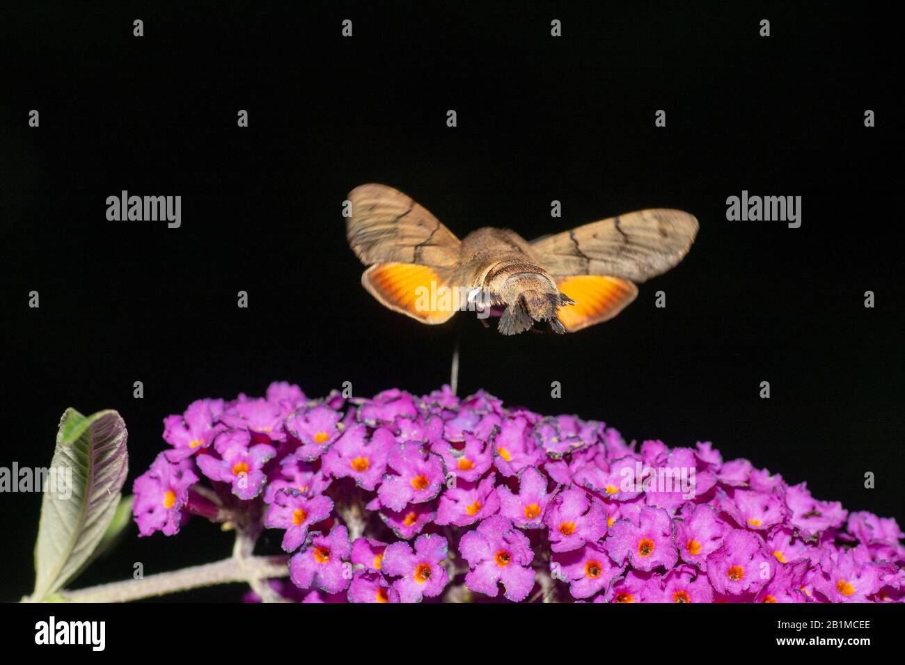 Hummingbird Hawk-moth (Macroglossum stellatarum) nutrimento su Buddleja Foto Stock