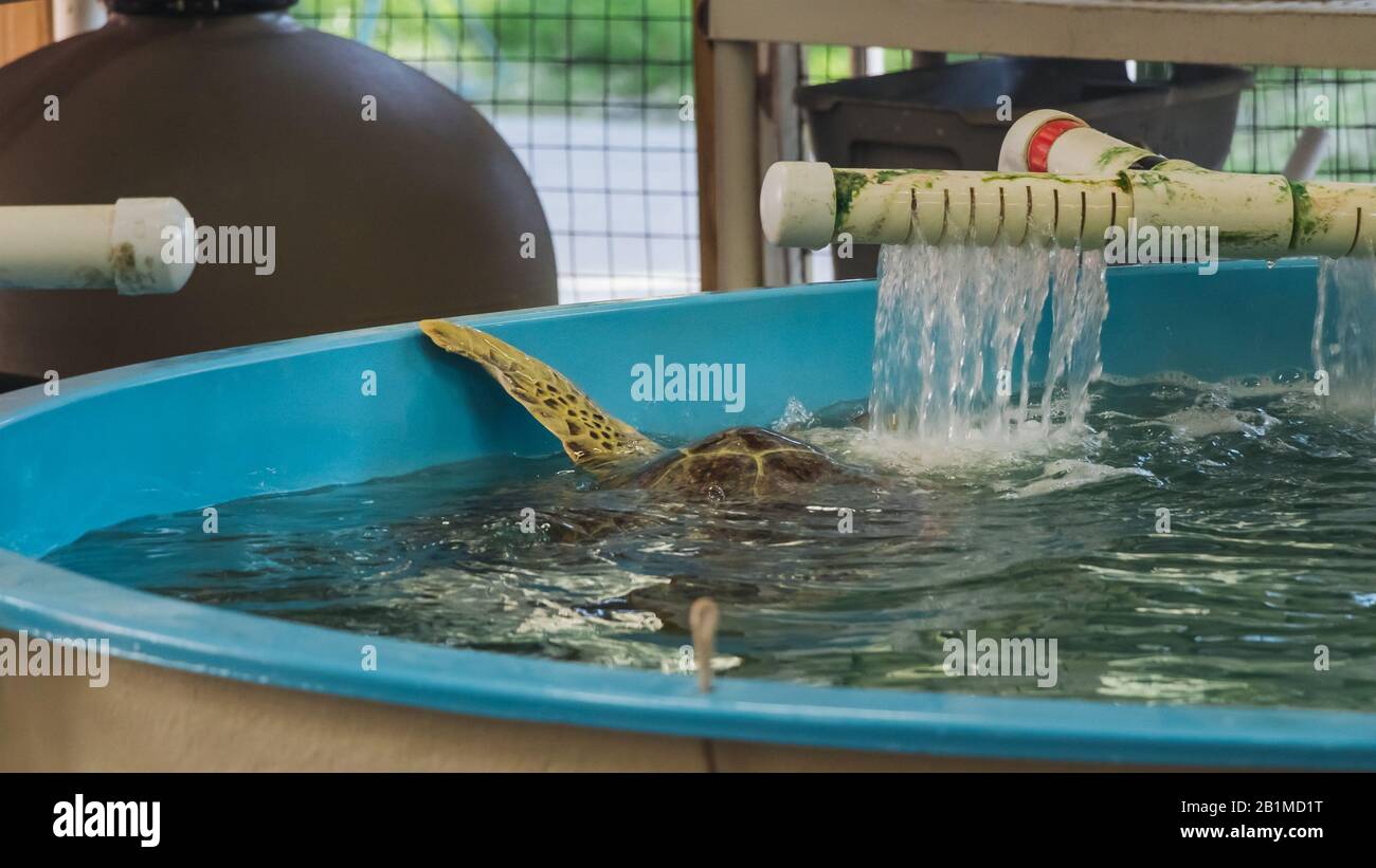 Jekyll ISLAND, GEORGIA - 17 SETTEMBRE 2019: Georgia Sea Turtle Center. Prendersi cura di una tartaruga marina in una delle vasche di riabilitazione. Foto Stock