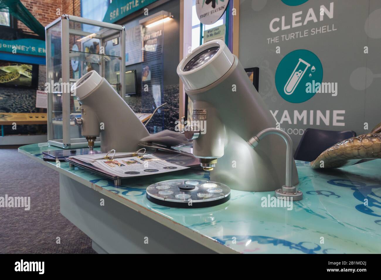 Jekyll ISLAND, GEORGIA - 17 SETTEMBRE 2019: Microscopi Georgia Sea Turtle Center. Foto Stock