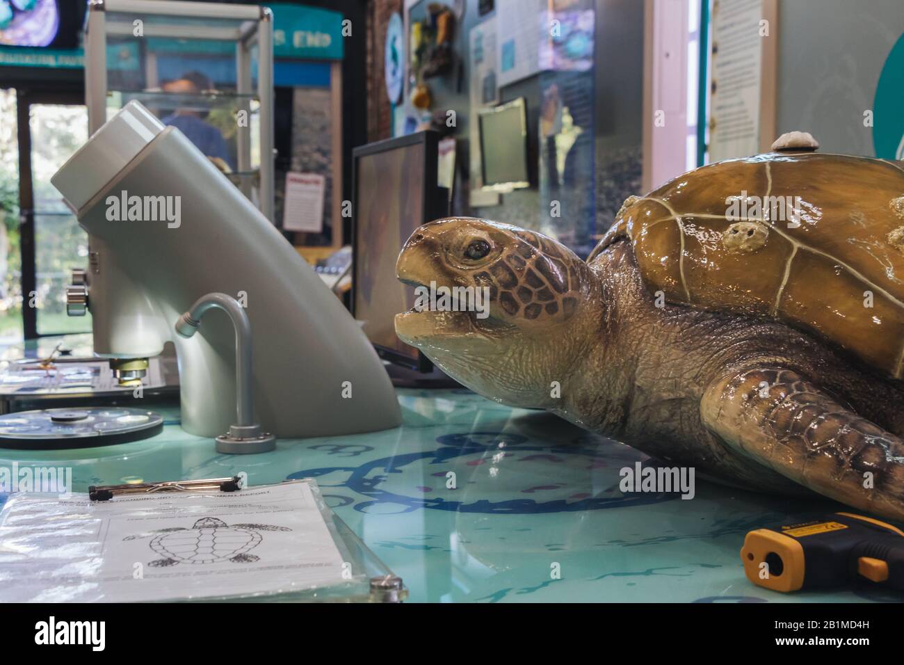 Jekyll ISLAND, GEORGIA - 17 SETTEMBRE 2019: Georgia Sea Turtle Center con mostre didattiche. Foto Stock