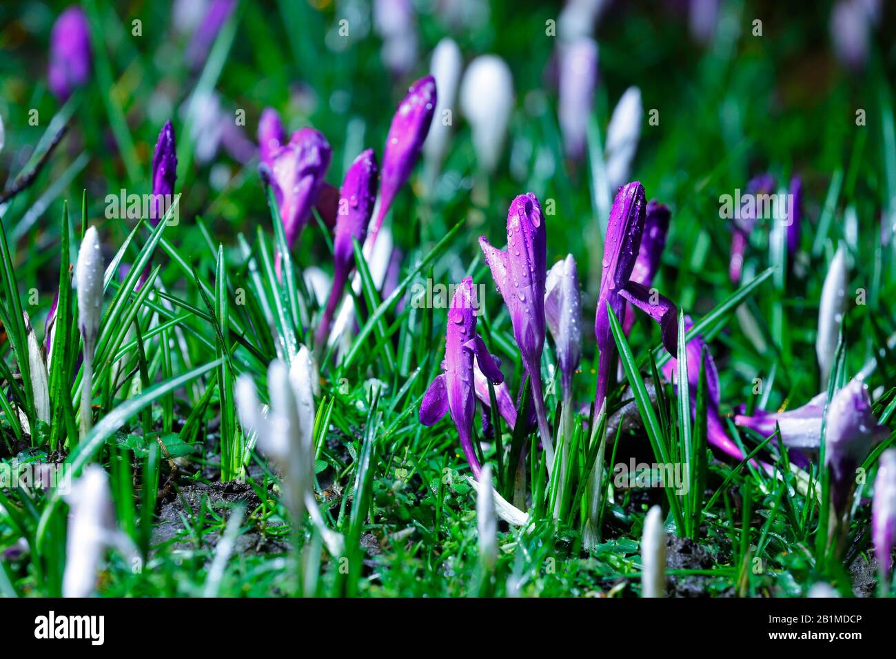 Coccodrilli selvatici all'Abbazia di Kirkstall a Leeds Foto Stock