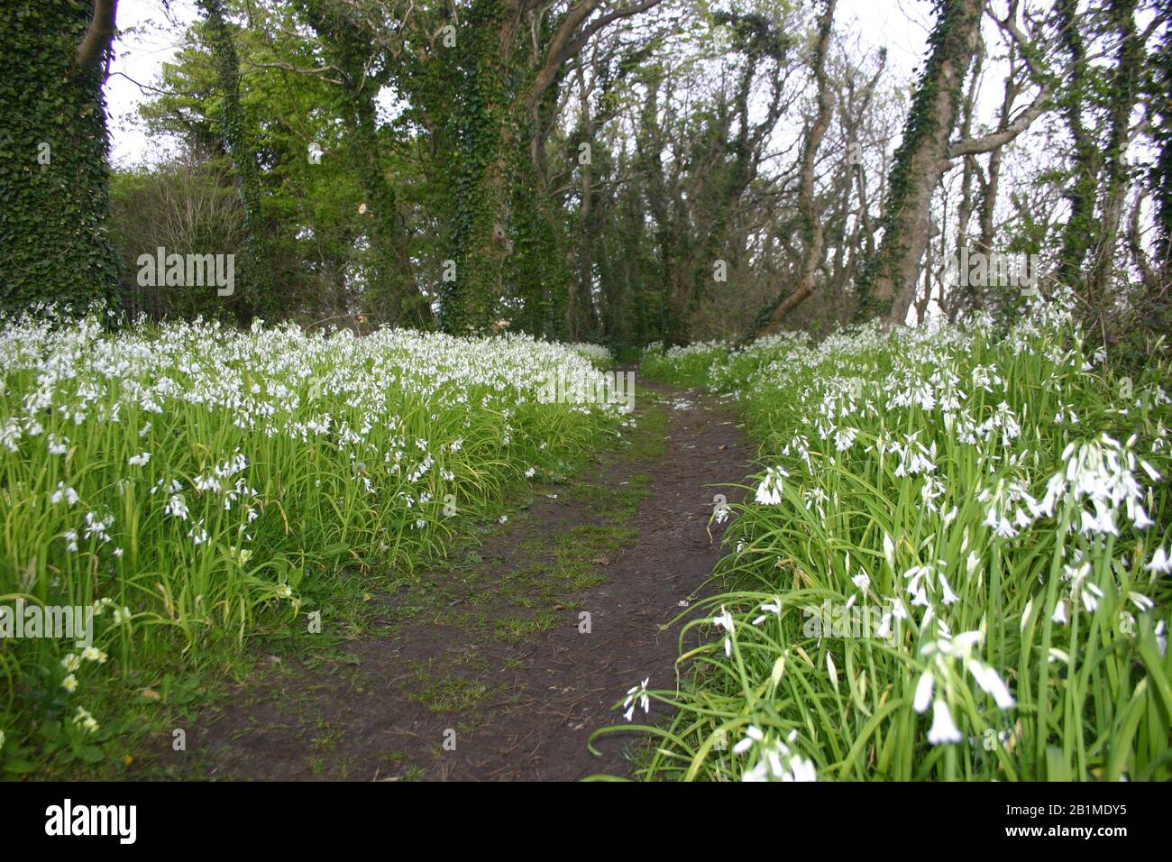 Percorso attraverso la foresta delimitata da fiori di nevicata in fiore Foto Stock