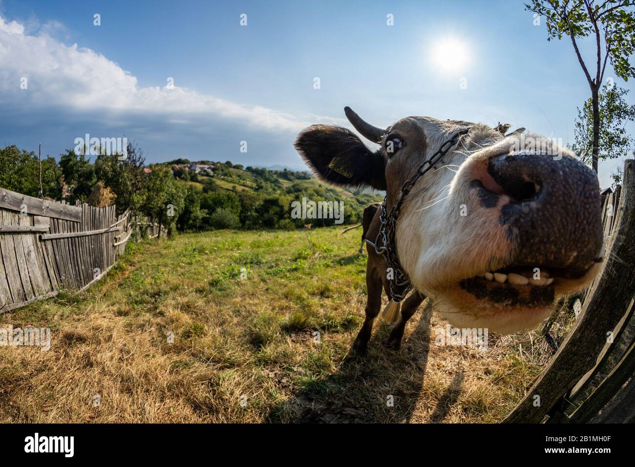 Ritratto di mucca in pascolo vicino alla città in rumeno Banat Foto Stock