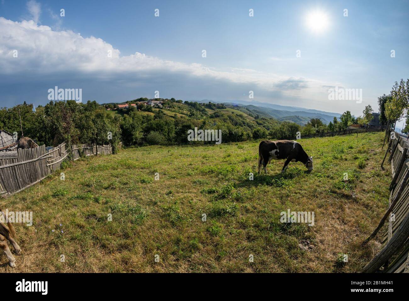 Pascolo vicino alla città in rumeno Banat con mucca in lontananza Foto Stock