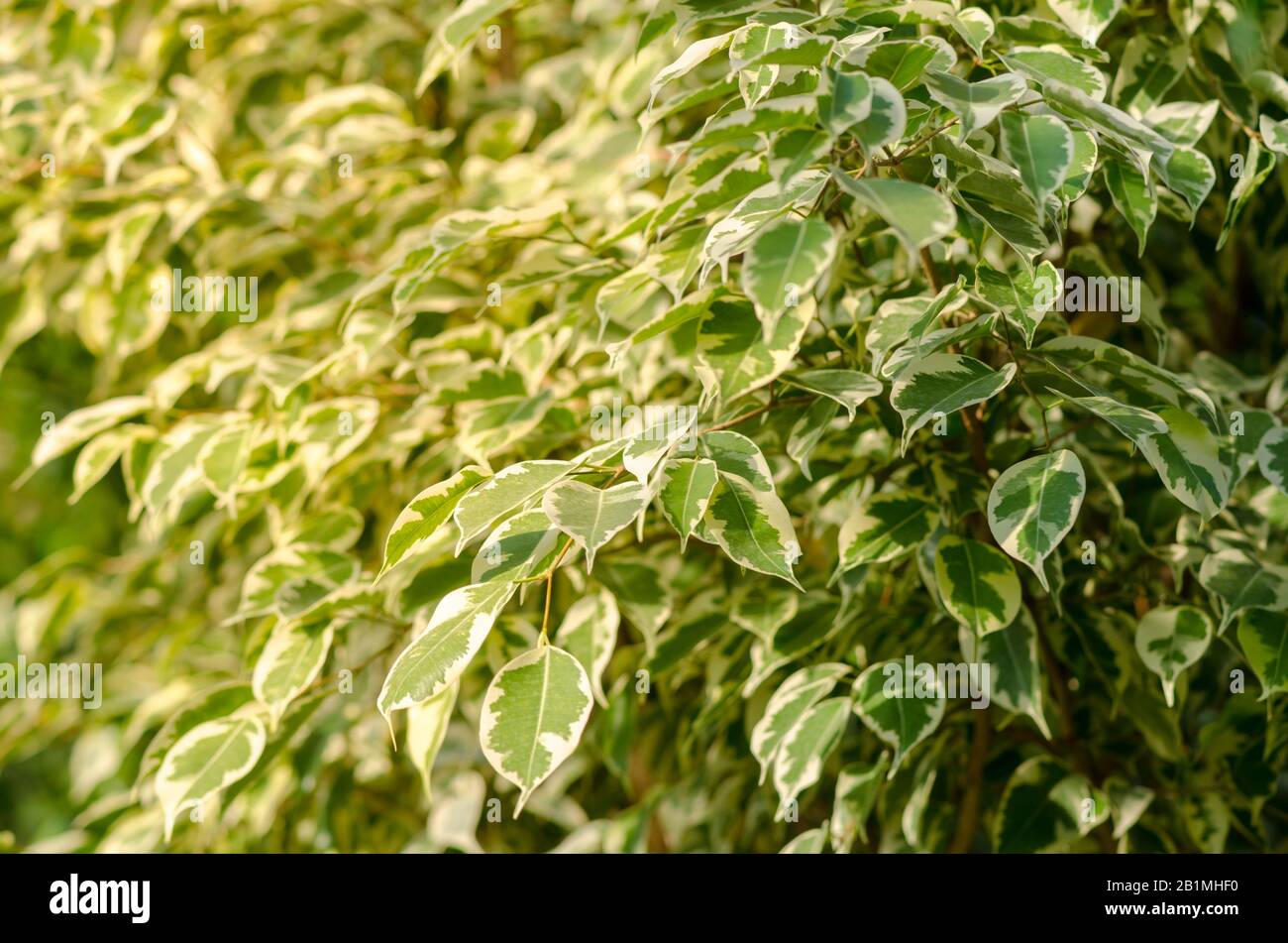 Pianto Fig. Ficus Benjamina Foto Stock
