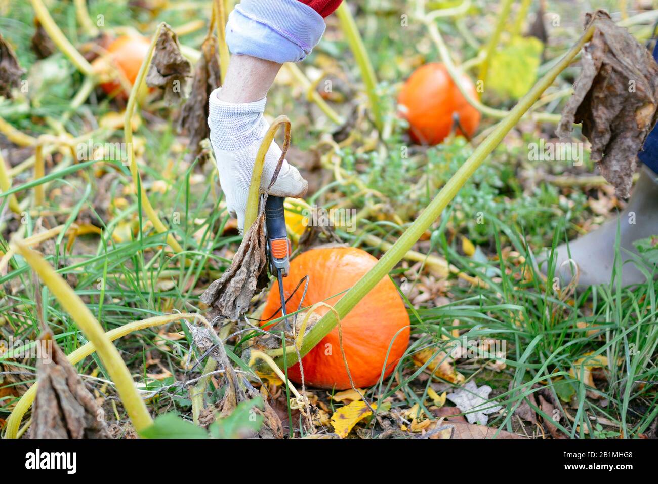 Giardiniere che raccoglie un kuri rosso squash. Foto Stock