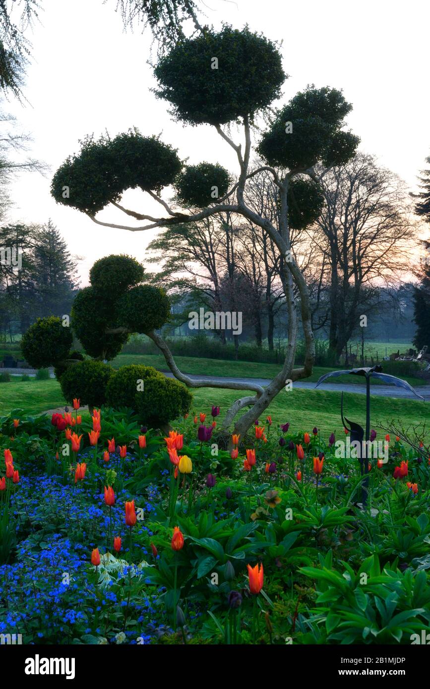 Giardino, giardini, tulipano, tulipani, topiary, stile nuvola, giapponese, stile, all'alba, RM Floral Foto Stock